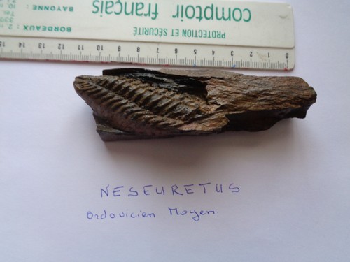 Trilobites fossiles neseuretus - trilobites,