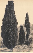 en provence les cypres 468155