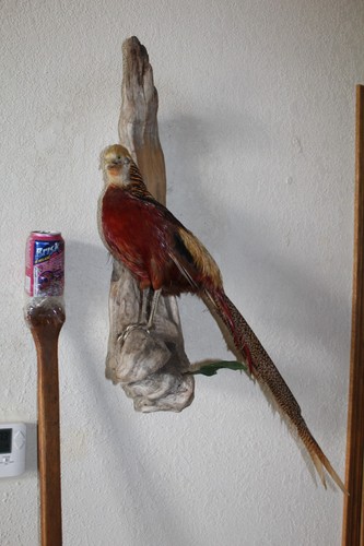 Chinese golden pheasant - chinese,