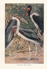 C1914 Naturel Histoire