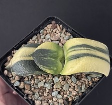 BIG! Gasteria Armstrongii
