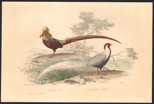 1853 gravure aquarellée - gravure,