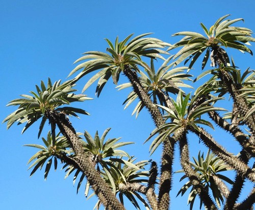 Pachypodium lamerei var