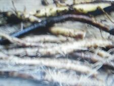 2 Racines de Consoude officinale (bouture)