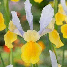 Bulbes d'iris hollandais bulbes fleurs Iris Symphony 10 pcs