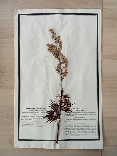 Ancien herbier botanique - ancien,