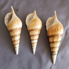 3 TIBIA CURTA SHELLS 100, 110 et 120 mm beautiful shells