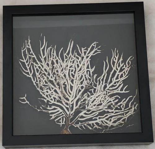 Cadre gorgone arbre vie - gorgone,