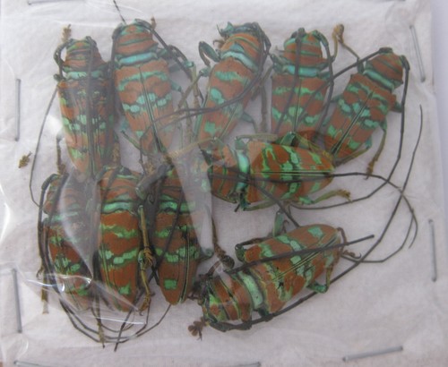 Cerambycidae sternotomis - cerambycidae, 10
