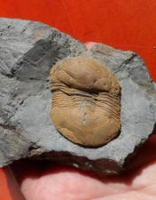 TRILOBITE ORDOVICIEN DU MASSIF ARMORICAIN , ECTILLAENUS