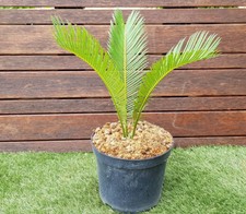 CYCAS Revoluta, Cycas