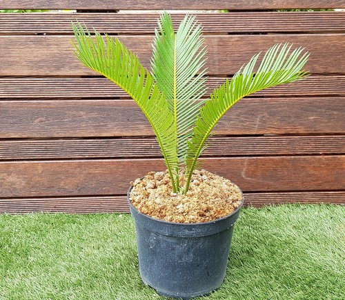 Cycas revoluta - cycas,