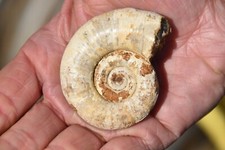 RARE ammonite Megalytoceras rubescens oxfordien Madagascar
