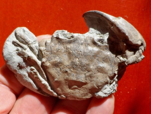 Crabe fossile paléocène - crabe,
