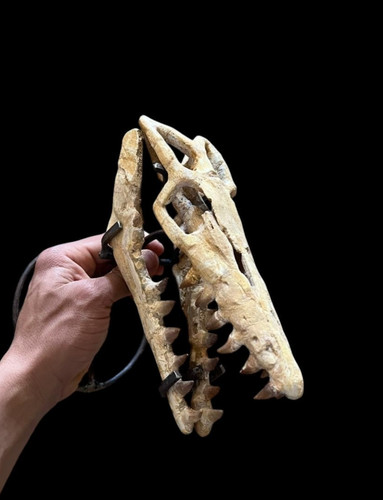 Awesome natural mosasaur