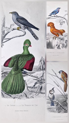 Gravures anciennes - , 3