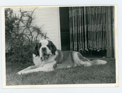 Photo saint bernard gueule - saint,