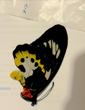 Ornithoptera Méridionalis