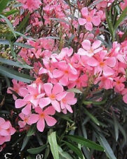 ♫ LAURIER Rustique 'Rose