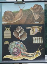 VINTAGE | CARTE MURALE SCOLAIRE ESCARGOT ESCARGOT CUISINIER QUENTELL | SCHOOL WALL CHART ROLL