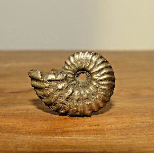Fossile ammonite pyrite - d'ammonite,
