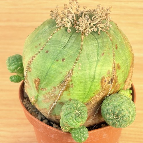 Euphorbia obèse pot cm - euphorbia, 10