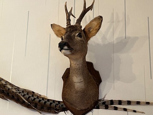 Taxidermie tête chevreuil - tête, de