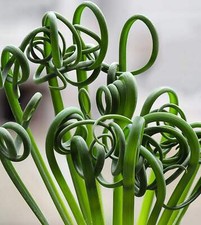 Albuca spiralis - Albuca en