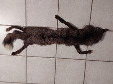 Ancienne Peau De Renard