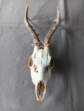 Cabinet de curiosité trophée