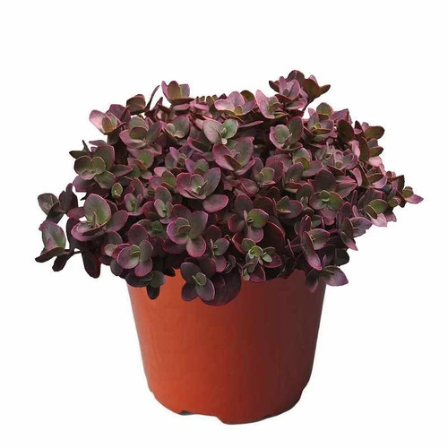 Sedum sunsparkler cherry - sedum, 'cherry