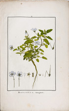 Sowerby monsonia emarginata - sowerby.,