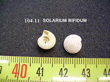 104.11 B - SOLARIUM BIFIDUM -