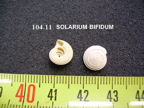 104 solarium bifidum - solarium,