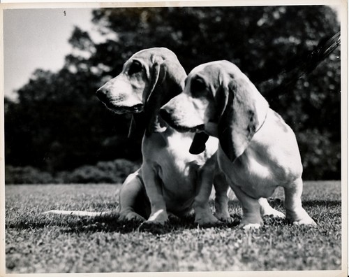 Basset hound 1950 grande - c.,