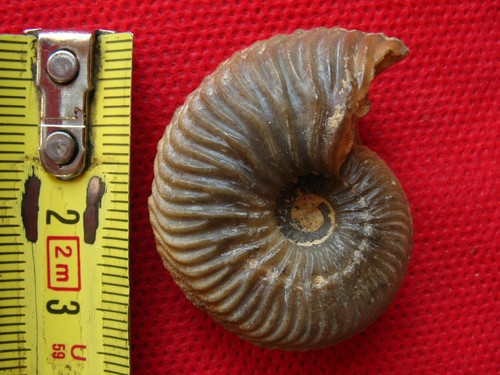 Ammonite oxfordien - ammonite,