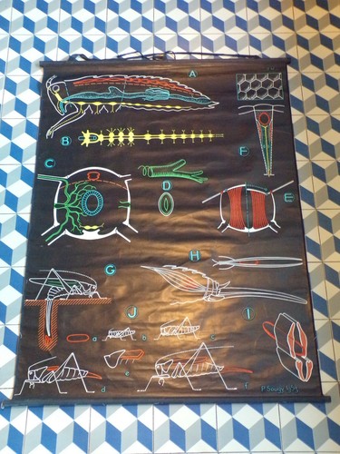 Ancien affiche scolaire - affiche, dr
