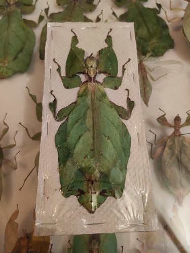 Phyllium giganteum taxidermie - giganteum,