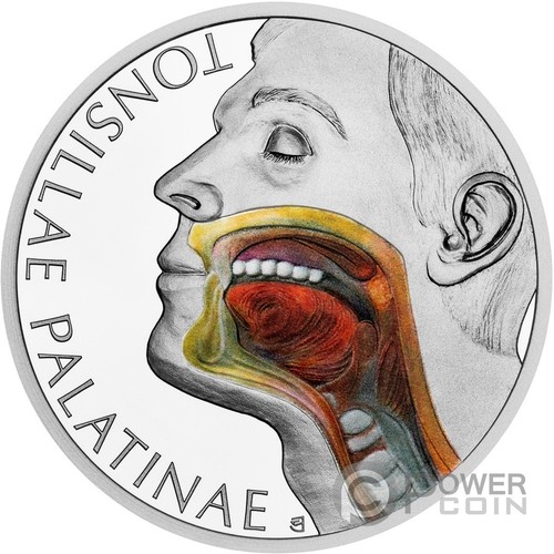 Tonsils human body oz - human,