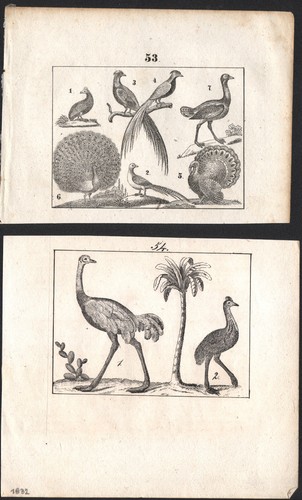 1833 deux gravures originales - 1833,