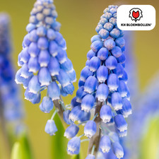 Muscari Blue Moon - 20 oignons, jacinthes de raisin bleu, printemps, pot de...