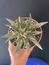 RARE! Cactus Hybrid Ariocarpus Agavoïdes X Trigonus 20 Years 11Cm Caudex Roots 2