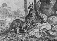 AUSTRALIE - FAMILLE de