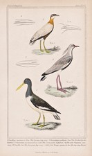 Bronze Kiebitz Brun Mantel Huîtrier Oystercatcher Oiseaux Litho Cuvier 1835
