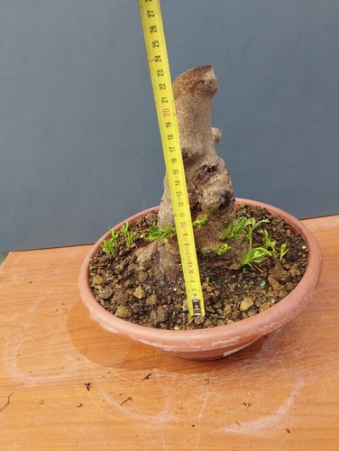 Bonsaï olivier 25x15 pot - bonsaï,