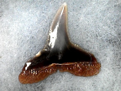 Shark tooth dent requin - shark,