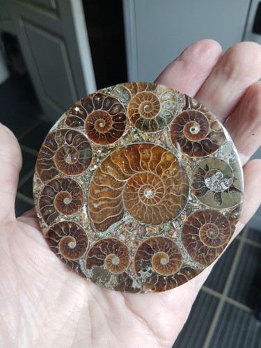 Plateau ammonites de - plateau, en