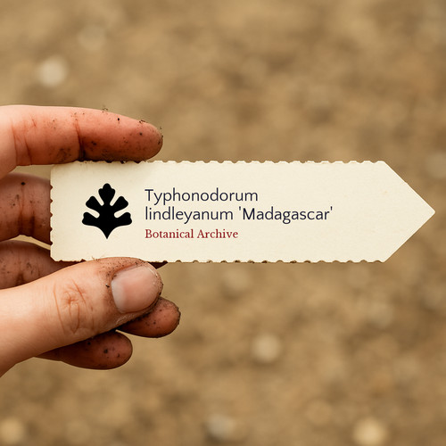 Typhonodorum lindleyanum