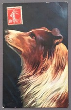 Carte Postale Ancienne : Chien/Dog, Colley