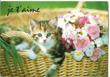 CHAT - chat dans une panière de fleurs - je t'aime